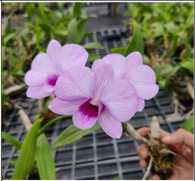 BuranaPinkStripe_143Regular