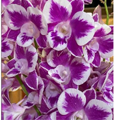 Ekapol Splash Premium