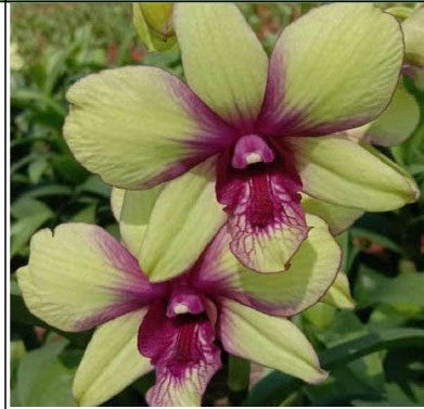 Anucha Flare x Burana Green