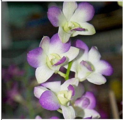 Dendrobium Areedang Blue #2 – Regular Orchid