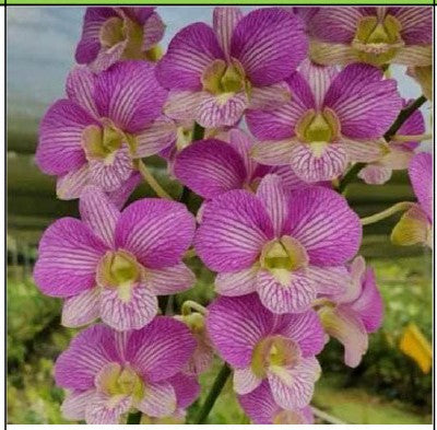 Areedang Green x Burana Stripe Regular