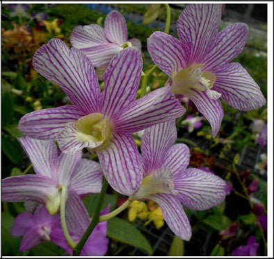 Aridang Green x Burana Stripe