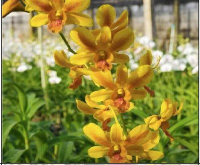 Burana Carol Premium Sid link