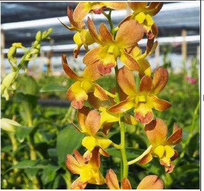 Burana Coral  Premium