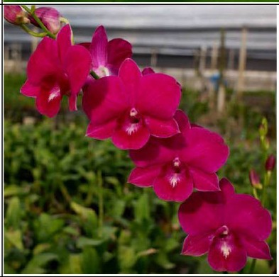 Burana Lucky x Red Flame Regular