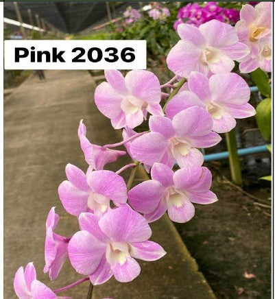 Burana Pearl Pink # 2036 Regular