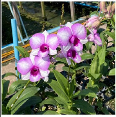 Burana Pinky Regular