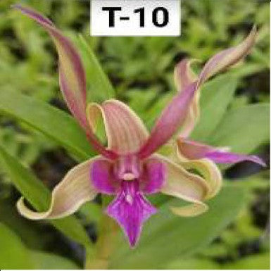 Caesar Candy Twisted