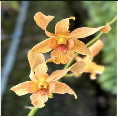 Caesar Candy x Brown Twisted#218 Twisted