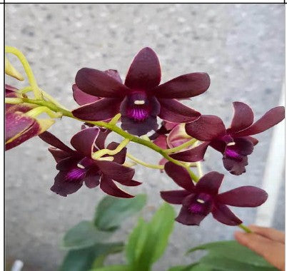 Moning Sun Exclusive