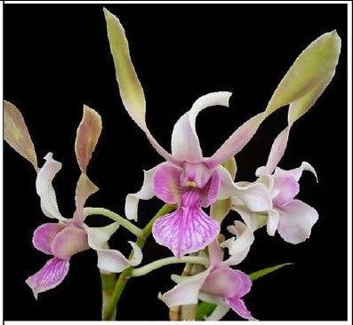 Rabbit White x lasianthera Twisted