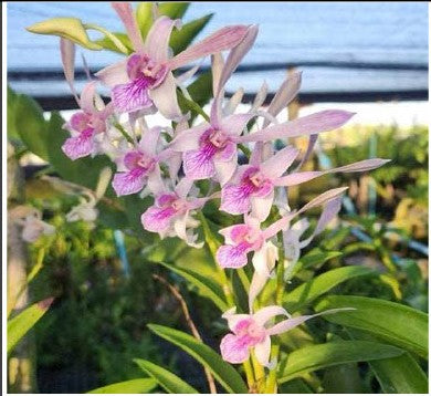 Rabbit White x lasianthera #230 Twisted