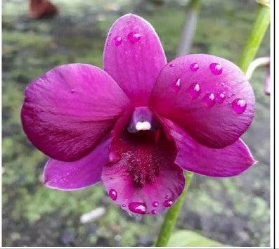 Sakda Beauty Regular