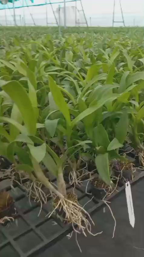 Load video: Orchids Plants